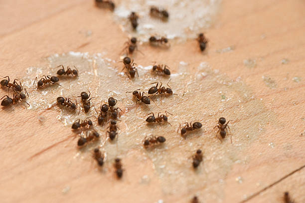 Best Affordable Pest Control Services  in Wheelersburg, OH
